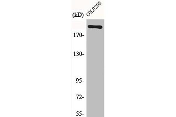 MEGF8 antibody  (Internal Region)