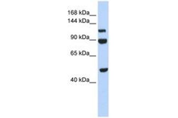 NARG1L Antikörper  (AA 684-733)