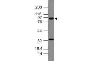 Image no. 1 for anti-Villin 1 (VIL1) (AA 108-322) antibody (ABIN5027634) (Villin 1 antibody  (AA 108-322))