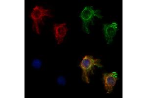 ABIN6259745 and ABIN6268879 staining HepG2 by IF/ICC.