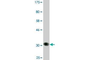 Western Blot detection against Immunogen (33. (SWAP70 antibody  (AA 378-451))