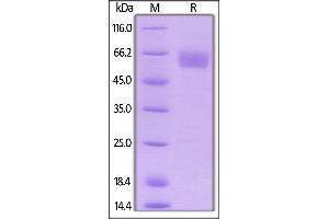 Human / Cynomolgus / Rhesus macaque CD28, Mouse IgG2a Fc Tag, low endotoxin on  under reducing (R) condition.