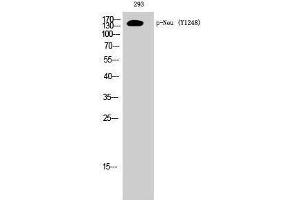 Western Blotting (WB) image for anti-Neuralized Homolog (Drosophila) (NEURL) (pTyr1248) antibody (ABIN3182077) (NEURL antibody  (pTyr1248))