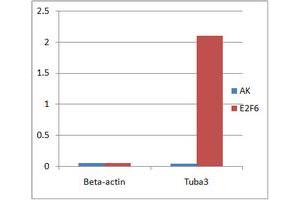 ChIP analysis of Mouse ES cell nuclear lysate, incubated for 16 hours at 4°C. (E2F6 antibody  (Center))