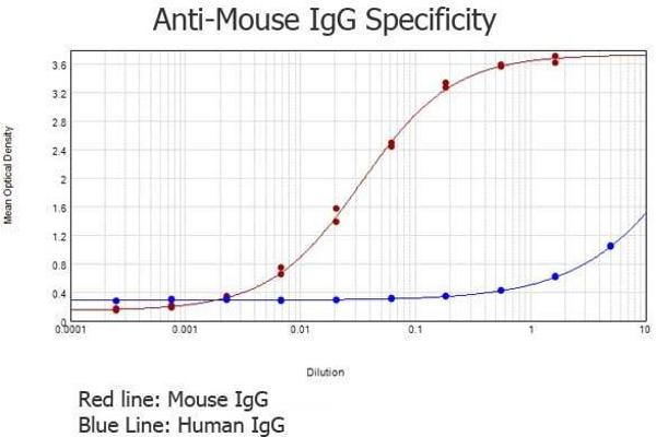 Rabbit anti-Mouse IgG (Heavy & Light Chain) Antibody