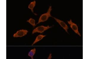 INMT antibody