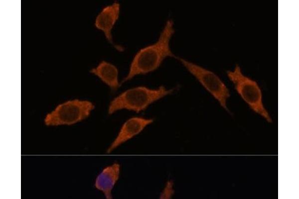 INMT antibody