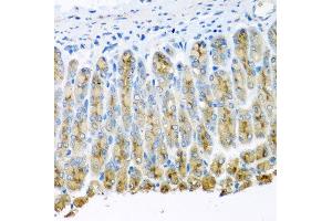 Immunohistochemistry of paraffin-embedded mouse stomach using UQCR10 antibody at dilution of 1:100 (x40 lens).