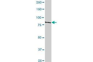 GLE1L MaxPab polyclonal antibody. (GLE1 antibody  (AA 1-698))