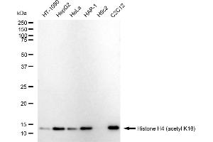 Western blotting analysis using Histone H4 (acetyl K16) antibody (ABIN7798978).