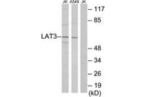 Western blot analysis of extracts from A549/Jurkat cells, using LAT3 Antibody. (LAT3 antibody  (AA 231-280))