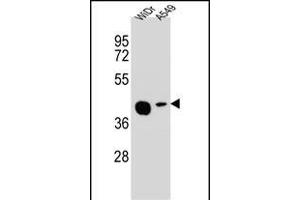 AC1L2 Antibody (N-term) (ABIN654847 and ABIN2844513) western blot analysis in WiDr,A549 cell line lysates (35 μg/lane). (AMAC1L2 antibody  (N-Term))