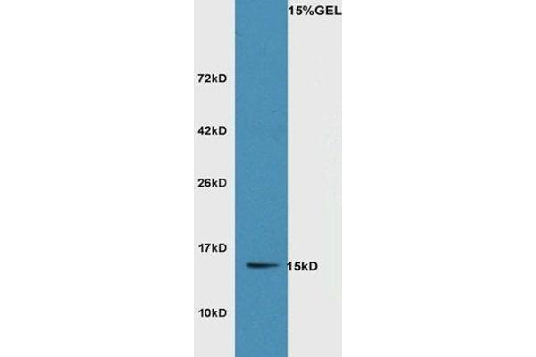 Sulfiredoxin 1 antibody  (AA 45-137)