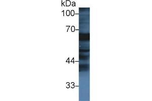 Western blot analysis of Cow Small intestine lysate, using Cow FGa Antibody (1 µg/ml) and HRP-conjugated Goat Anti-Rabbit antibody (