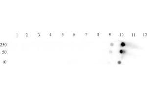 STAT5A/B phospho Ser726/Ser731 pAb tested by dot blot analysis. (STAT5 A/B antibody  (pSer726, pSer731, Ser731))