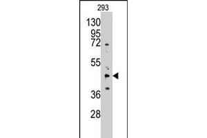 Western blot analysis of AHCY polyclonal antibody  in 293 cell line lysates (35 ug/lane).