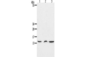 Western Blotting (WB) image for anti-Chemokine (C-C Motif) Ligand 17 (CCL17) antibody (ABIN2425651)