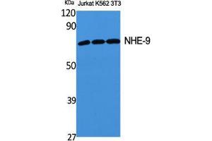 Western Blot (WB) analysis of specific cells using NHE-9 Polyclonal Antibody.