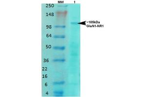 Western Blot analysis of Rat brain membrane lysate showing detection of NMDAR1 NMDA receptor protein using Mouse Anti-NMDAR1 NMDA receptor Monoclonal Antibody, Clone S308-48 . (GRIN1/NMDAR1 antibody  (AA 42-361) (FITC))