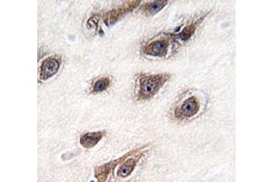 IHC analysis of FFPE human brain tissue stained with GRB2 antibody