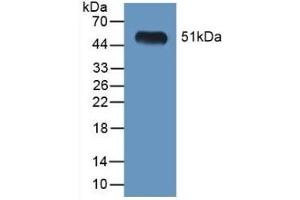 Detection of Recombinant LGMN, Mouse using Polyclonal Antibody to Legumain (LGMN) (LGMN antibody  (AA 18-435))