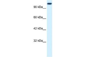 WB Suggested Anti-KIF3C Antibody Titration:  0. (KIF3C antibody  (Middle Region))