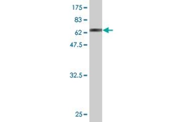 RNF113A antibody  (AA 1-343)