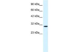 WB Suggested Anti-CDC2 Antibody Titration:  0. (CDK1 antibody  (C-Term))