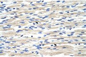 Immunohistochemical staining (Formalin-fixed paraffin-embedded sections) of human muscle with CBX6 polyclonal antibody  at 4-8 ug/mL working concentration. (CBX6 antibody  (N-Term))