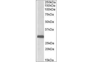 Staining of Human Lung lysate using Stomatin / STOM  Antibody at 0. (Stomatin antibody  (N-Term))