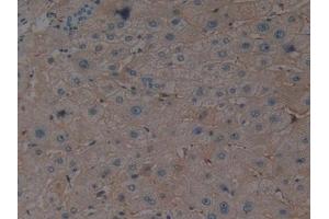 Immunohistochemistry (IHC) image for anti-Erythropoietin (EPO) (AA 28-193) antibody (ABIN7443833)