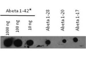 beta(1-42) consists of both monomeric and partly aggregated mtrl (Abeta 1-42 antibody)