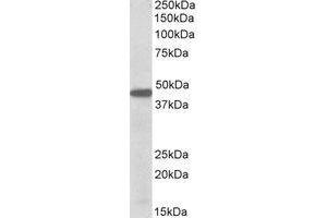 Western blot analysis: PBX1 antibody staining of K562 lysate at 0.