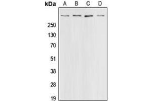 Western blot analysis of CBP expression in HeLa (A), A431 (B), HT29 (C), A549 (D) whole cell lysates. (CBP antibody  (C-Term))