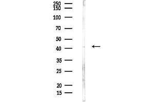 Western blot analysis of lysates from Hela cells(heat-shock,45 min treatment), using C Antibody at 1/1000 dilution.