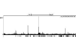 ChIP DNA-Sequencing (ChIP-seq) image for anti-Chromobox Homolog 8 (CBX8) (C-Term) antibody (ABIN7453307) (CBX8 antibody  (C-Term))
