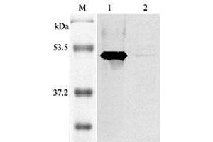 Western blot analysis of mouse IDO using anti-IDO (mouse), pAb  at 1:2,000 dilution. (IDO1 antibody)