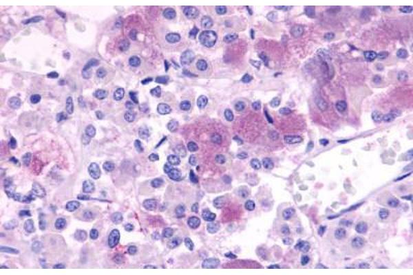 NPBWR1 antibody  (Extracellular Domain)
