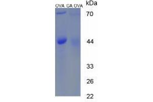 Image no. 1 for Gibberellic Acid (GA) protein (Ovalbumin) (ABIN1880286)