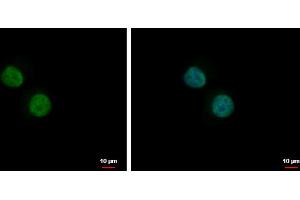 ICC/IF Image PLRG1 antibody [C3], C-term detects PLRG1 protein at nucleus by immunofluorescent analysis.