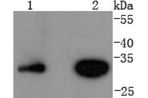 Lane 1: Jurkat, Lane 2: Hela lysates probed with Cyclin D3 (4A8) Monoclonal Antibody  at 1:1000 overnight at 4˚C. (Cyclin D3 antibody)