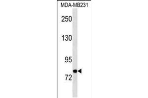 Western blot analysis in MDA-MB231 cell line lysates (35ug/lane). (MFI2 antibody  (C-Term))