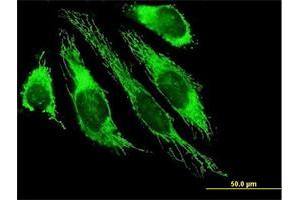 Immunofluorescence of purified MaxPab antibody to PDHB on HeLa cell. (PDHB antibody  (AA 1-359))