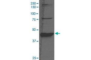 Western Blot analysis of rat liver tissue lysate with BHMT polyclonal antibody  at 1:1000 dilution.