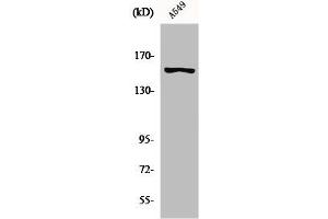 Western Blot analysis of A549 cells using GPR116 Polyclonal Antibody