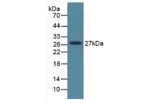 Figure. (DKK1 antibody  (AA 33-266))
