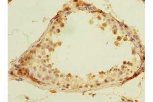 Immunohistochemistry of paraffin-embedded human testis tissue using ABIN7168420 at dilution of 1:100