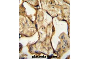 CSH1 Antibody (C-term) immunohistochemistry analysis in formalin fixed and paraffin embedded human placenta tissue followed by peroxidase conjugation of the secondary antibody and DAB staining. (CSH1 antibody  (C-Term))