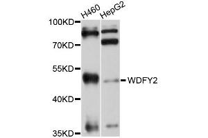 Western blot analysis of extracts of H460 and HepG2 cells, using WDFY2 antibody. (WDFY2 antibody)