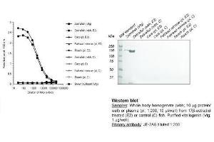 Image no. 1 for anti-Vitellogenin (VTG) antibody (ABIN123821) (Vitellogenin antibody)